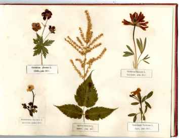 Flore de Pyrénées. Gedre, 1885.