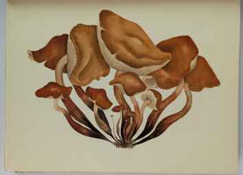 Mushrooms, Russia and History