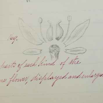 An Accomplished High School Botanical Manuscript