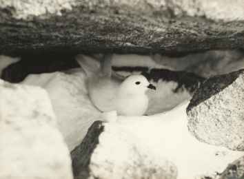 Snow Petrel on the nest, Cape Denison