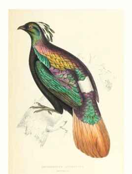 The Birds of the Himalaya mountains. The wealth of natural&hellip;