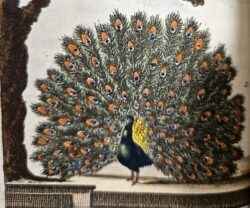A superb set of Buffon’s Histoire naturelle, in 80 volumes&hellip;