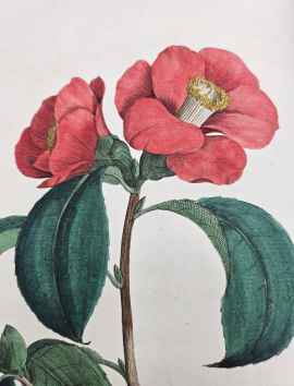 One of the most beautiful Dutch flower books of the&hellip;
