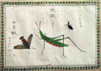 A Collection of 12 Gouash Paintings of insects,