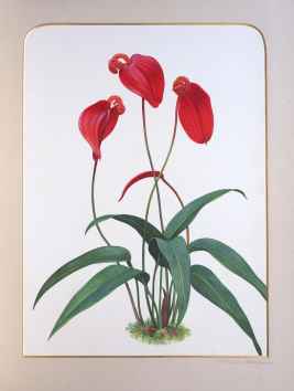 Exotic orchids from the collection of Edward Salt