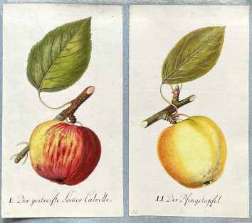 Pomologisches Kabinett - manuscript
