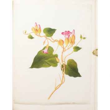 An album of Twenty-five very fine botanical studies in watercolour&hellip;