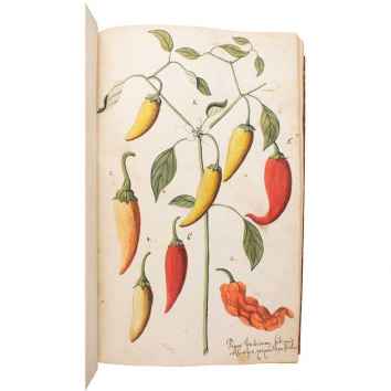 Sciagraphia et Icones Plantarum Indigenarum, maxime vero Exoticas jum turissimo&hellip;