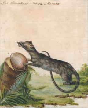 [South East Asia] Original watercolour of a 